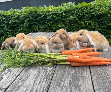 Raszuivere franse hangoren beschikbaar voor biedingen
