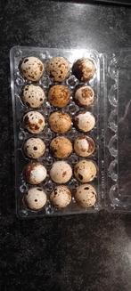 Kwartel eieren, Dieren en Toebehoren, Pluimvee, Geslacht onbekend, Overige soorten