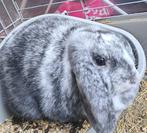 Gratis: Lief en rustig vrouwtjeskonijn, Dieren en Toebehoren, Konijnen, Vrouwelijk