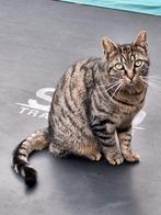 Lieve gecastreerde kater zoekt huisje/ liefst boerderij, Dieren en Toebehoren, Katten en Kittens | Overige Katten, Kater, Kortharig