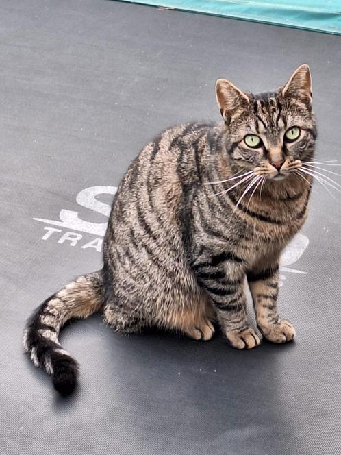 Lieve gecastreerde kater zoekt huisje/ liefst boerderij, Dieren en Toebehoren, Katten en Kittens | Overige Katten, Kortharig, Kater