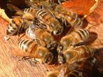 Bijenvolk gezocht regio Nijmegen, Mei, Meerdere dieren