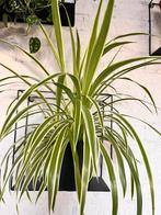 koop: Mooie Graslelies (Chlorophytum comosum) – Zonder pot, Ophalen of Verzenden, Zomer, Overige soorten