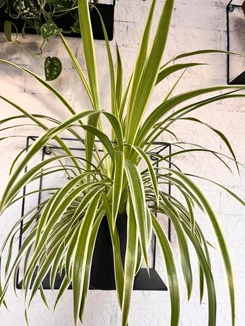 koop: Mooie Graslelies (Chlorophytum comosum) – Zonder pot   beschikbaar voor biedingen