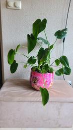 Groene Kamerplant - Zonder Pot, Ophalen