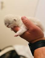 Twee Schattige Kittens te Koop!  Geboren op 25 mei 2025, Poes
