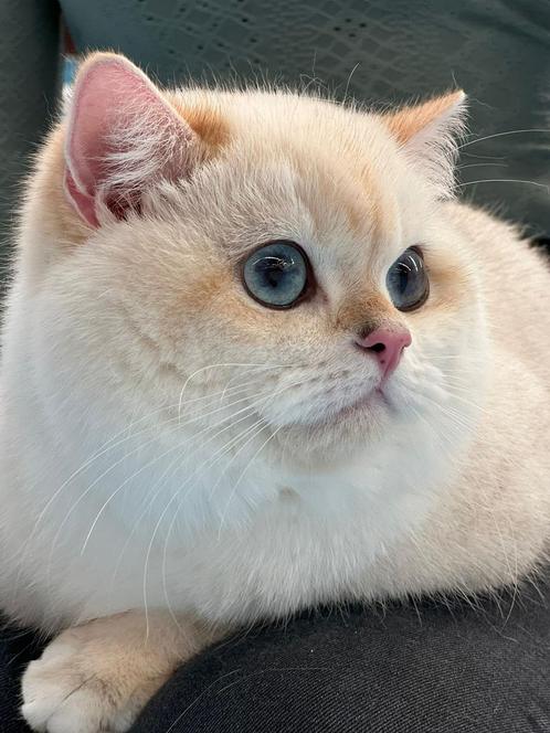 Brits(e) korthaar STAMBOOM GIC titel! NY 11 33, Dieren en Toebehoren, Katten en Kittens | Dekkaters, 0 tot 2 jaar
