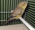 Jonge grasparkiet man, Dieren en Toebehoren, Vogels | Parkieten en Papegaaien, Mannelijk, Parkiet, Geringd