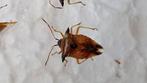 bosbeskielwants, Ophalen of Verzenden, Zo goed als nieuw, Insect, Opgezet dier