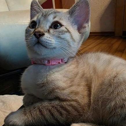 Zeer lieve en aanhankelijke kittens (Bengaal x snowshoe), Dieren en Toebehoren, Katten en Kittens | Raskatten | Korthaar, Meerdere dieren