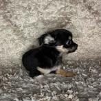 Chihuahua pup teefje (tri-color), Dieren en Toebehoren, Particulier, Teef, 8 tot 15 weken, Parvo