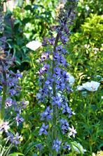 Zaden Delphinium requienii, Verzenden, Volle zon