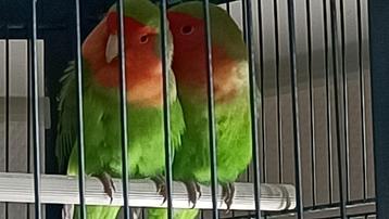 vogels beschikbaar voor biedingen