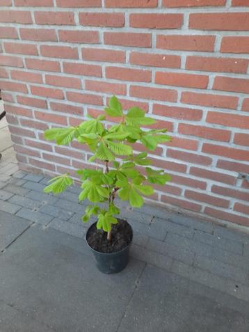 Kastanjeboompje beschikbaar voor biedingen