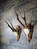 2 Mooie Ree Geweien samen € 19 Mancave Jacht Landelijk c25, Ophalen of Verzenden, Hert, Gewei of Kop