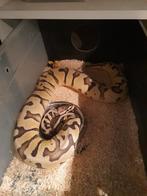 0.1 Desertghost pos. het clown /pied nk 23, Slang