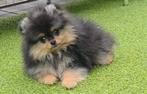 Lieve speelse pomeriaan pomeranian  bearface pup, Dieren en Toebehoren, België, Particulier, 15 weken tot 1 jaar, Teef