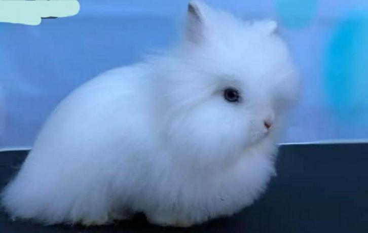 dwergkonijn teddy jonge, Dieren en Toebehoren, Konijnen, Dwerg, Geslacht onbekend