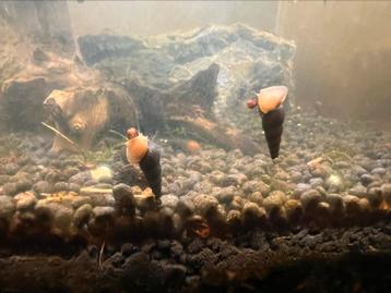 Torenslakjes beschikbaar voor biedingen