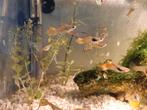 Guppies GRATIS