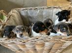 Mooie jack russell pups, België, Fokker | Hobbymatig, Jack Russell Terriër, 8 tot 15 weken