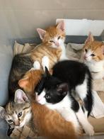 5 lieve kittens te koop, Dieren en Toebehoren, Katten en Kittens | Overige Katten, Meerdere dieren, 0 tot 2 jaar
