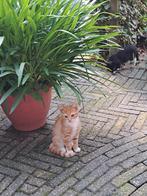 Supermooie Boerderij Kittens, Dieren en Toebehoren, Katten en Kittens | Overige Katten