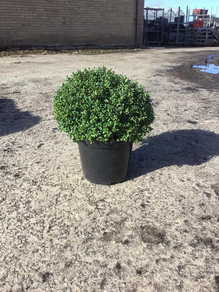 Ilex crenata Convexa ( dwerghulst ) bol, Tuin en Terras, Planten | Tuinplanten, Overige soorten, Halfschaduw, Bloeit niet, Ophalen