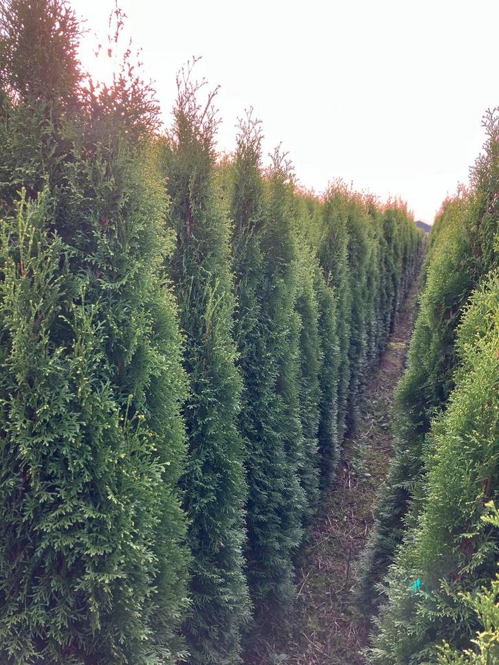 Conifeer Thuja Smaragd haagconifeer restpartij, Tuin en Terras, Planten | Bomen, Zuilboom, 100 tot 250 cm, Volle zon, Bloeit niet