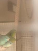 Wegens beëindiging, Dieren en Toebehoren, Vogels | Overige Vogels