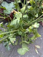 Kaasjeskruid (Malva) - Ruilen, de laatste!, Volle zon, Vaste plant, Zomer, Ophalen