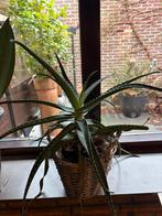 Mooie vetplant inclusief rieten pot, Ophalen