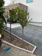 Laurier boom 2x op stam, Ophalen of Verzenden, Halfschaduw, Overige soorten, 100 tot 250 cm