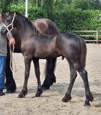 Luxe eerste premie fries hengstveulen, Dieren en Toebehoren, Paarden, Minder dan 160 cm, Gechipt, Niet van toepassing, 0 tot 2 jaar