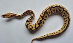Python regius spotnose clown man, Dieren en Toebehoren, Reptielen en Amfibieën, Slang