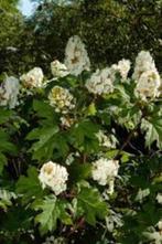 Eikenblad-hortensia – Wit Bloeiend & Herfstkleur, Vaste plant, Halfschaduw, Zomer, Ophalen