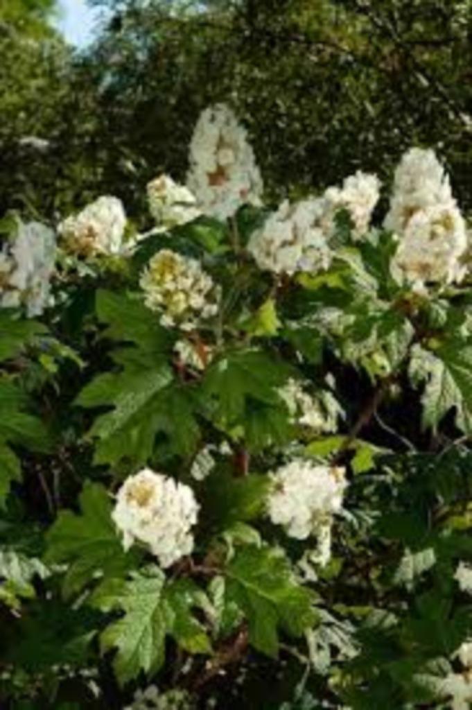 Eikenblad-hortensia – Wit Bloeiend & Herfstkleur, Tuin en Terras, Planten | Tuinplanten, Vaste plant, Overige soorten, Halfschaduw