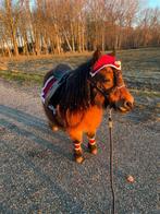 Drachtige shetland stamboek kroon merrie minimaat, Merrie