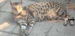 Savannah f2 moeder en dochter, Poes, Gechipt, 6 jaar of ouder