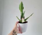 Sanne Sansevieria 'moonshine', Minder dan 100 cm, In pot, Ophalen, Vetplant