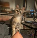 Lieve poes, Poes
