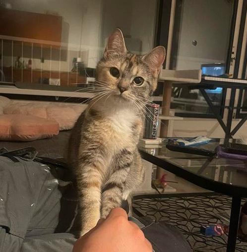 Lieve poes, Dieren en Toebehoren, Katten en Kittens | Raskatten | Korthaar, Poes