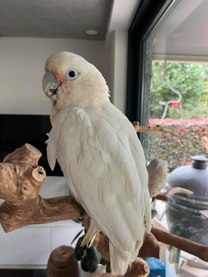 Grote tamme Goffini kaketoe, Dieren en Toebehoren, Vogels | Parkieten en Papegaaien, Papegaai, Mannelijk, Tam