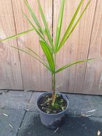 Trachycarpus wag. Frosty, Ophalen, Overige soorten, Volle zon