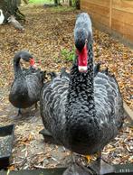 Prachtig koppel zwarte zwanen, Dieren en Toebehoren, Vogels | Overige Vogels, Meerdere dieren, Geringd