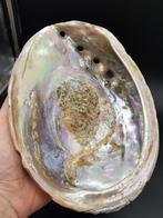 Grote Abalone zeeoor schelp met parelmoer, Verzamelen, Mineralen en Fossielen, Schelp(en), Ophalen of Verzenden