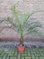 Phoenix Roebelenii - Dwergdadelpalm/Pygmy Date Palm H: 140cm, Tuin en Terras, Planten | Bomen, 100 tot 250 cm, Zomer, Palmboom