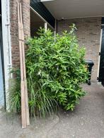2x Roeispanen hout, Vintage!, Ophalen, Gebruikt, Overige typen