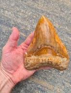 Fossiele Megalodon tand met pathology 143mm, Verzamelen, Mineralen en Fossielen, Ophalen of Verzenden, Fossiel