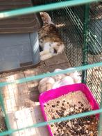 baby konijntjes, Dieren en Toebehoren, Knaagdieren, Juni, Meerdere dieren, Overige typen